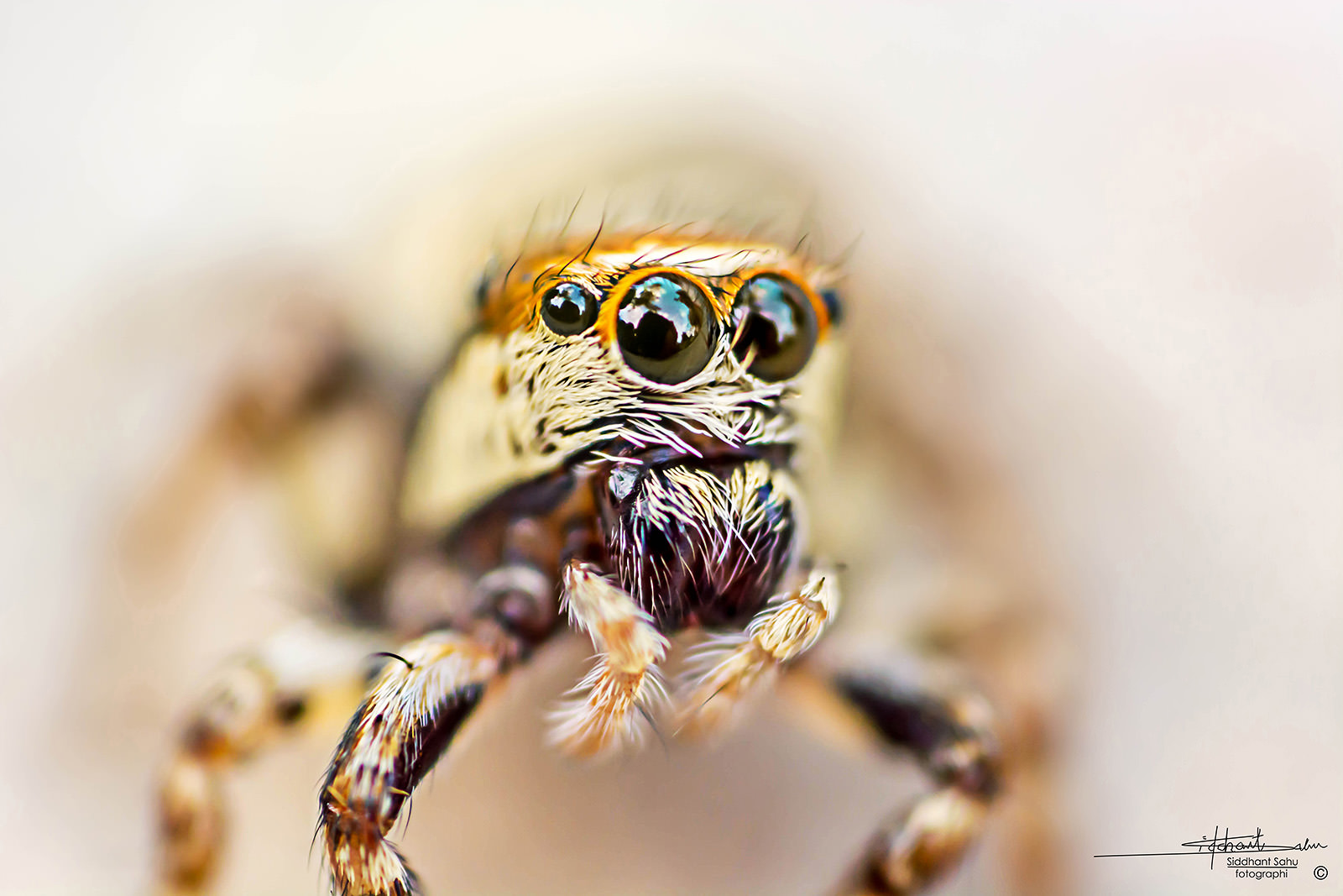 high-magnification-macro-photography-on-a-budget