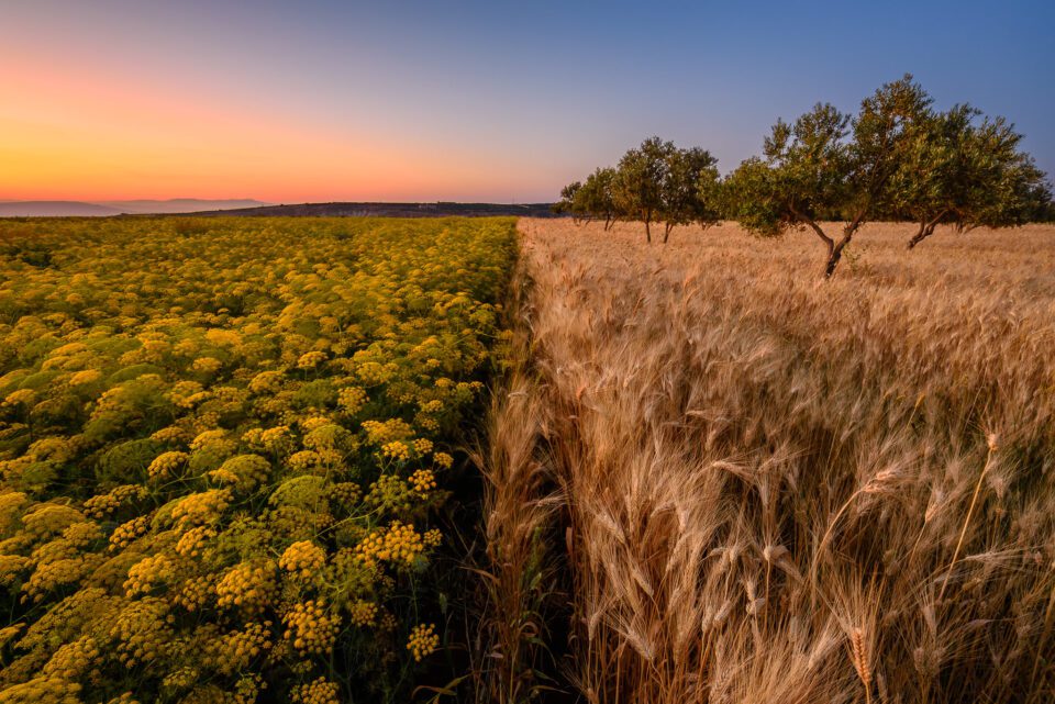 Ajloun Field Sunset, captured with Nikon D750