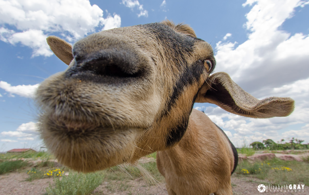 Goat-Kiss.jpg