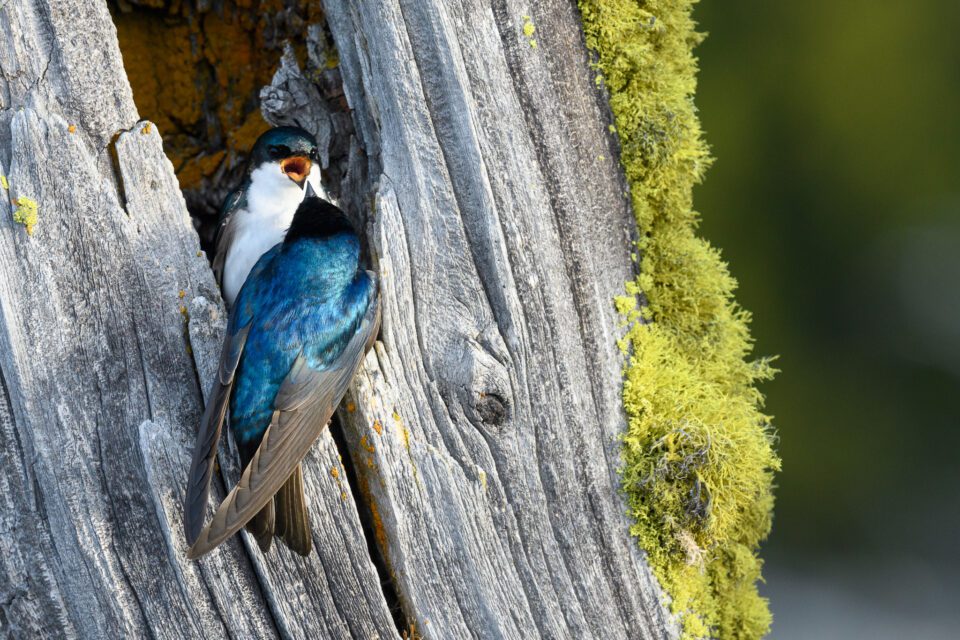 Swallows in the nest, captured with Nikon D500