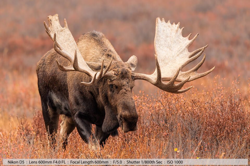 Big 70 Inch Bull Moose Walking Denali Tundra