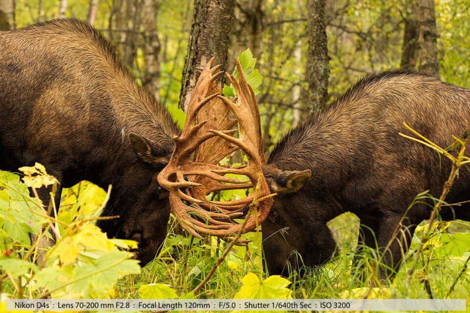 Big 40pt Bull Moose Fight Anchorage Alaska