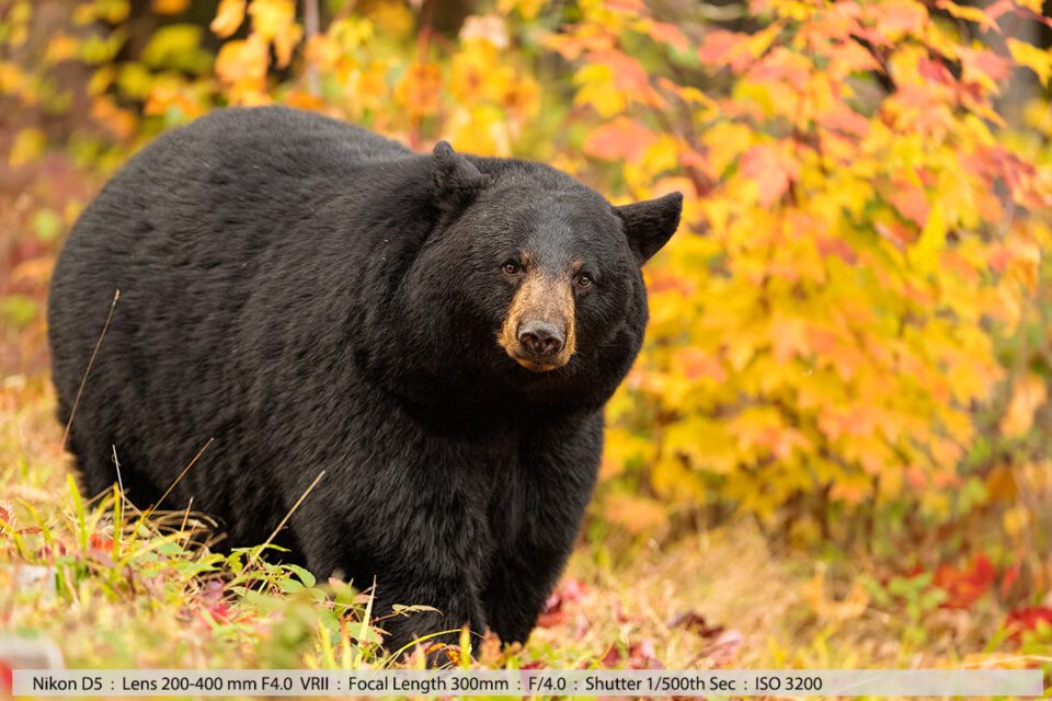 Female Black Bear in Foliage Colors