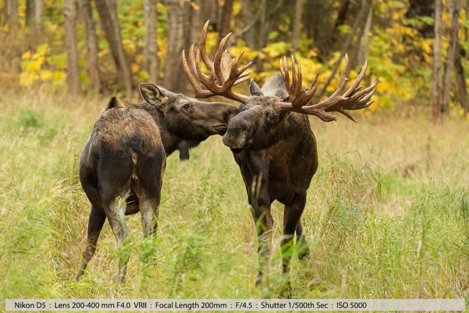 Big Bull Moose and Cow Smooching Anchorage Alaska